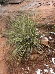 Asparagaceae