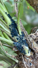 Aphis gossypii