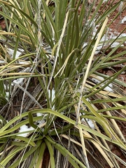 Asparagaceae