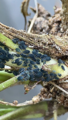 Aphis gossypii