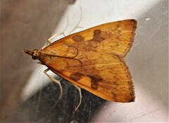 Mnesictena flavidalis