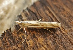 Orocrambus