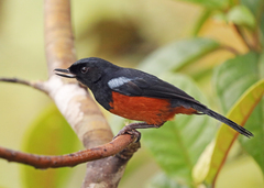 Diglossa gloriosissima