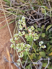 Crassula setulosa