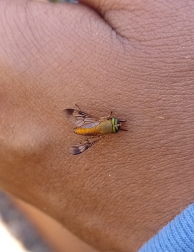 Yellow Fly of the Dismal Swamp (Diachlorus ferrugatus)