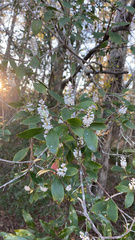 Cliftonia monophylla