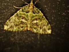 Austrocidaria similata