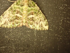 Austrocidaria similata