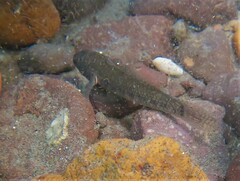 Bathygobius ramosus