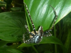 Dolomedes mankorlod