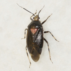 Deraeocoris sayi