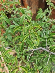 Searsia rigida