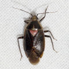 Deraeocoris sayi