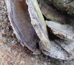 Isognomon alatus