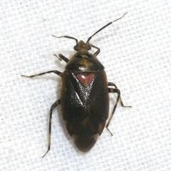 Deraeocoris sayi