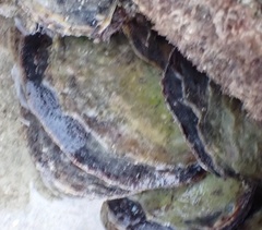 Isognomon alatus