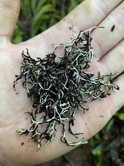 Hypogymnia duplicata