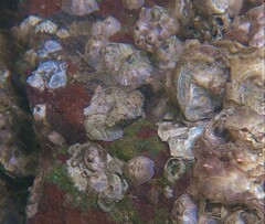 Bathygobius ramosus