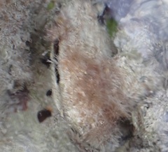 Isognomon alatus
