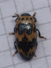 Ischyrus quadripunctatus