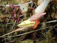Simnia barbarensis