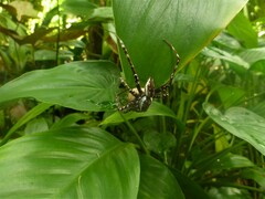 Dolomedes mankorlod