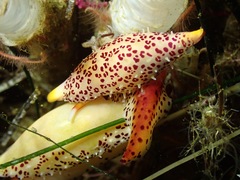 Simnia barbarensis