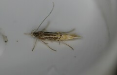 Cosmopterix callichalca