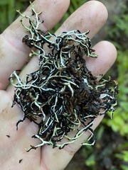 Hypogymnia duplicata