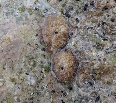 Fissurella barbadensis