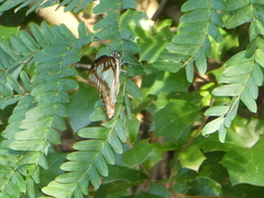 Graphium eurypylus