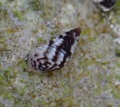Lampanella minima