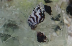 Lampanella minima