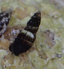 Lampanella minima