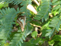 Graphium eurypylus