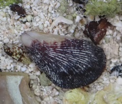 Brachidontes domingensis