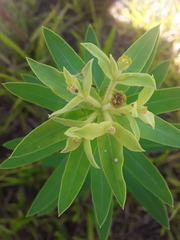Euphorbia papillosa