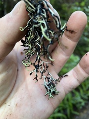 Hypogymnia duplicata