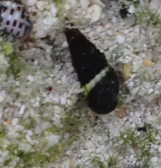 Lampanella minima