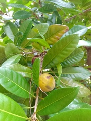 Pouteria venosa amazonica