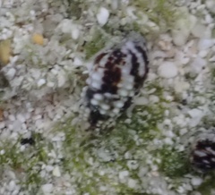Lampanella minima