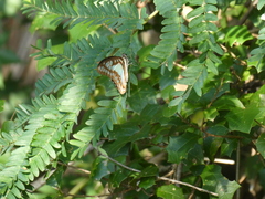 Graphium eurypylus