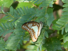 Graphium eurypylus