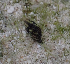 Lampanella minima
