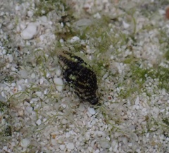Lampanella minima