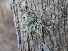 Ramalina complanata
