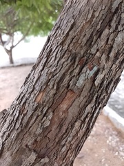 Pouteria venosa amazonica