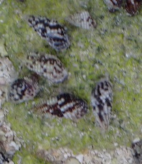 Lampanella minima