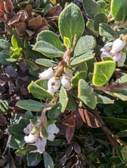 Arctostaphylos pacifica