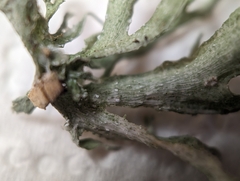 Ramalina complanata